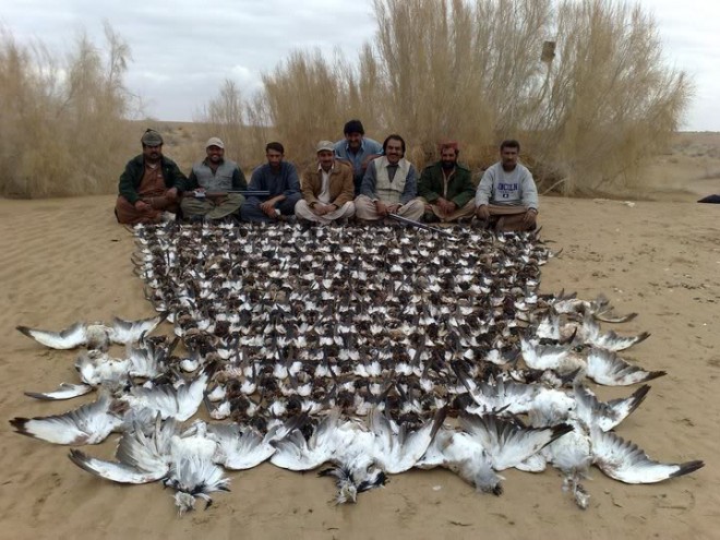 Arab hunting stopped in Pakistan