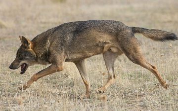 Golan wolves make local farmers howl with rage