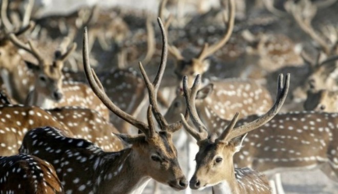 Sheikh Zayed nature reserve