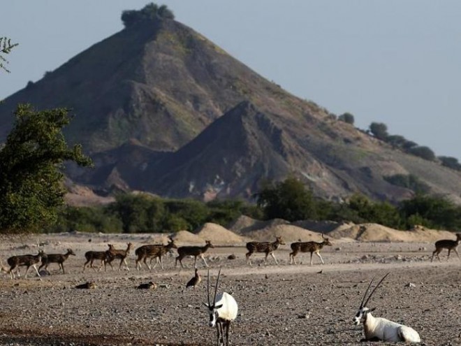 Arabian Ark nature reserve UAE