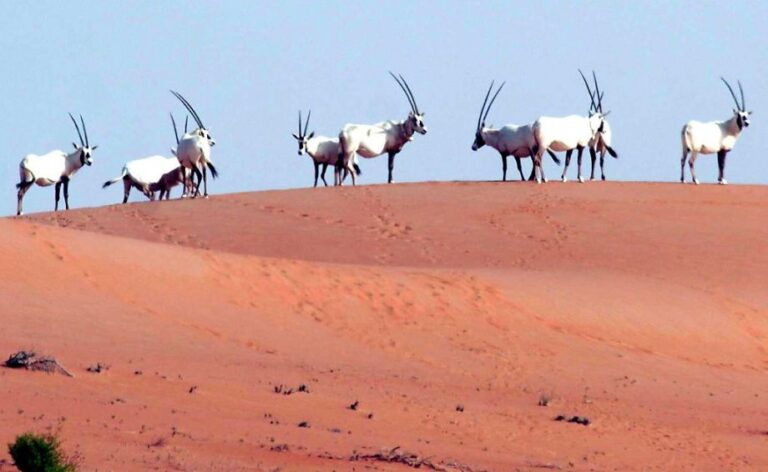 ‘Arabian Ark’ is saving UAE wildlife from extinction