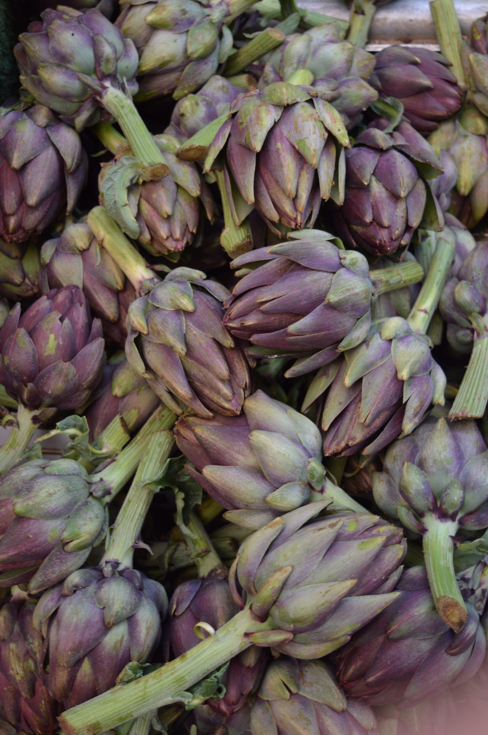 artichokes-israel-november