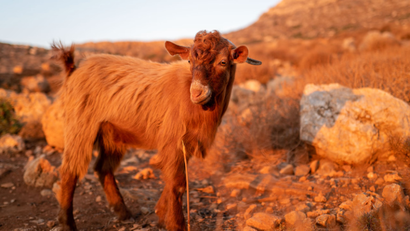 Goat and sheep plague threatens Greek meat industry