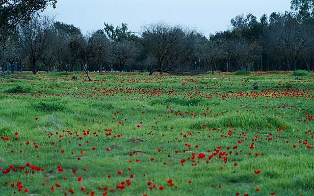 Anemones Be'eri Nature Reserve