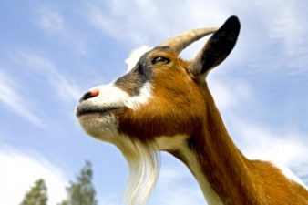 Farmer swears his billygoat produces milk