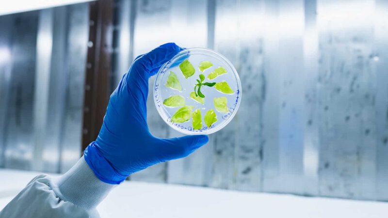 BioBetter accelerates molecular farming in tobacco plants