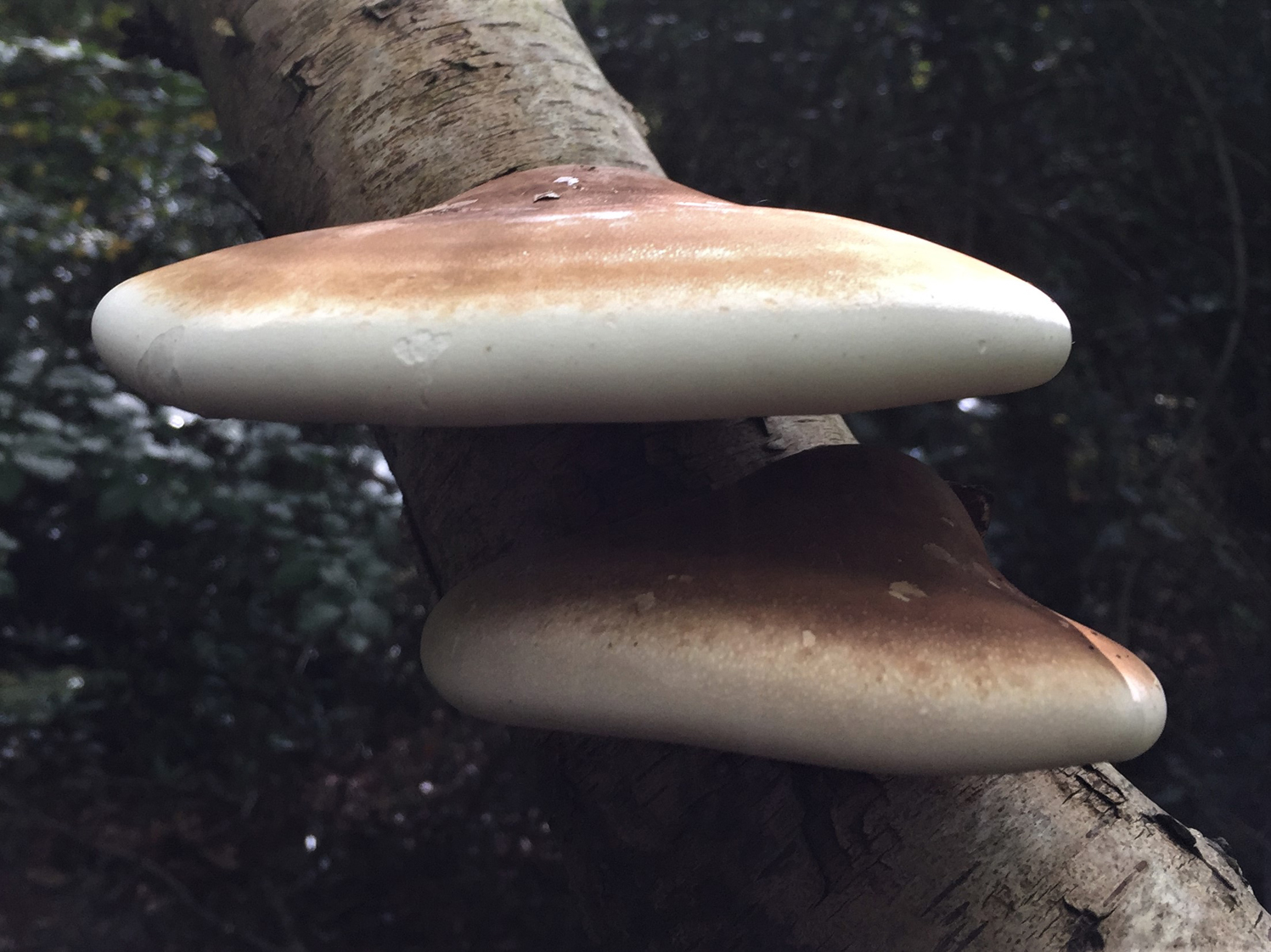A birch polypore makes clean, white paper