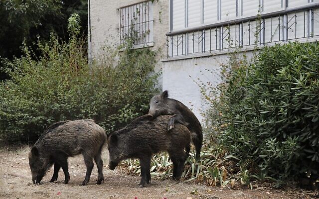 boars-mating-in-Haifa