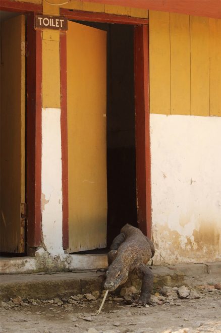 The Comedy Wildlife Photography Awards