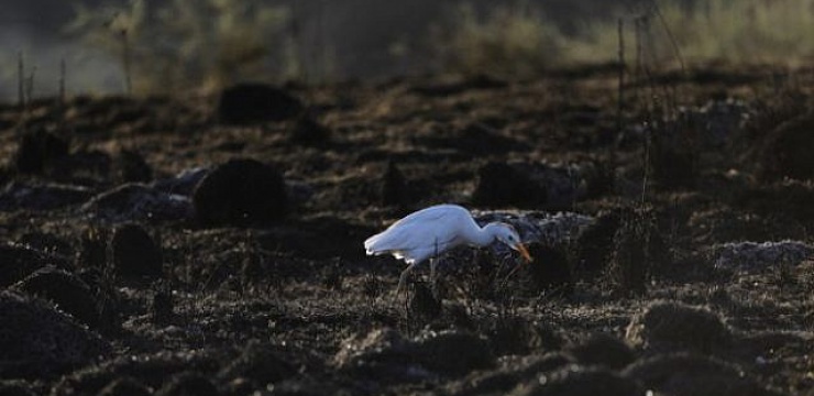 Cattle-egret-APF-Menahem-Kahanah.jpg