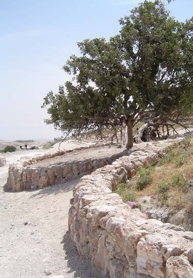 carob tree Charub Tree of Isawyia