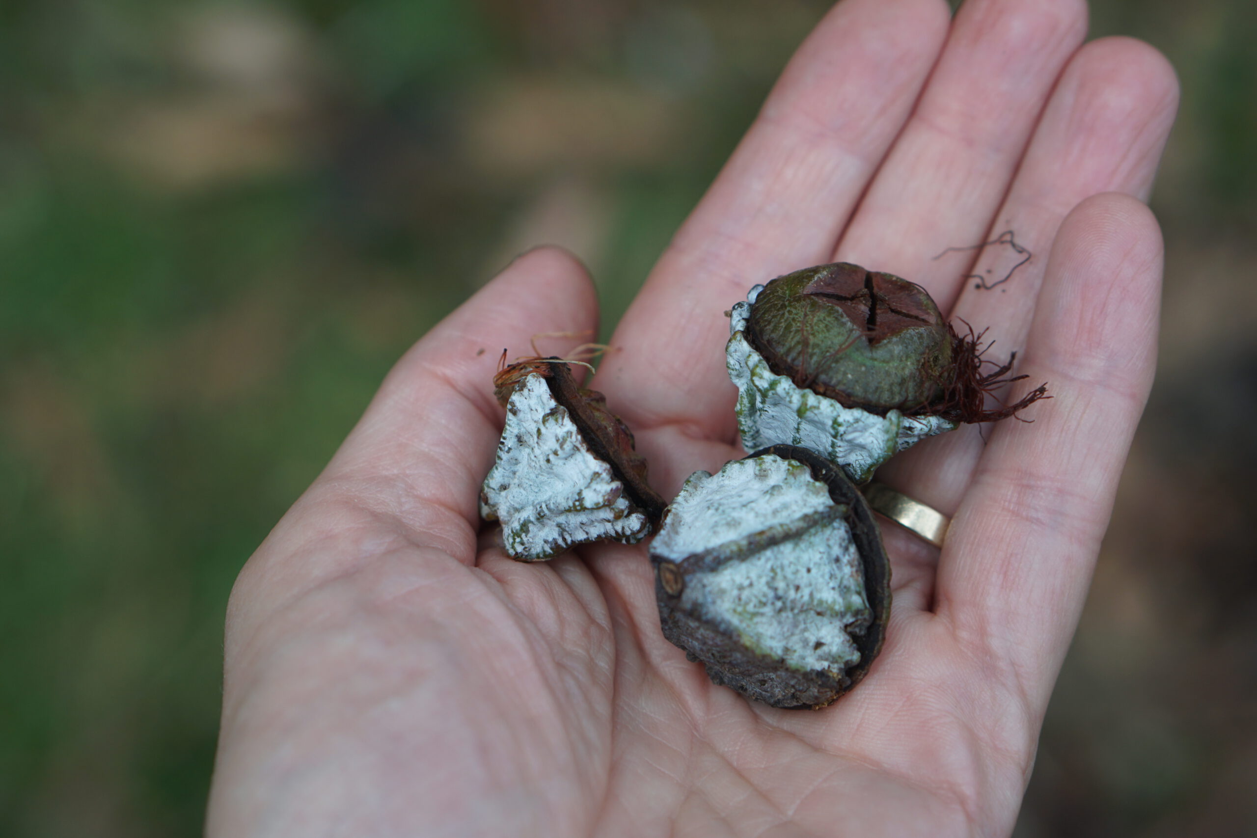 Eucalyptus tree seeds from the island. Trees planted 6 generations ago. 