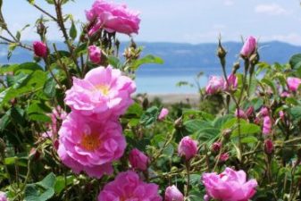 Syria’s damask roses are dying