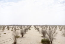 Dead Forest, Richard Allenby Pratt, eco-photography, Consumption, Abu Dhabi, desert forest, dead forest in the desert, water issues, water scarcity, halophytes, desert mangrove experiment