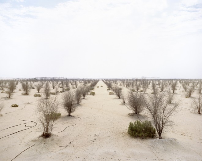 Dead Forest, Richard Allenby Pratt, eco-photography, Consumption, Abu Dhabi, desert forest, dead forest in the desert, water issues, water scarcity, halophytes, desert mangrove experiment