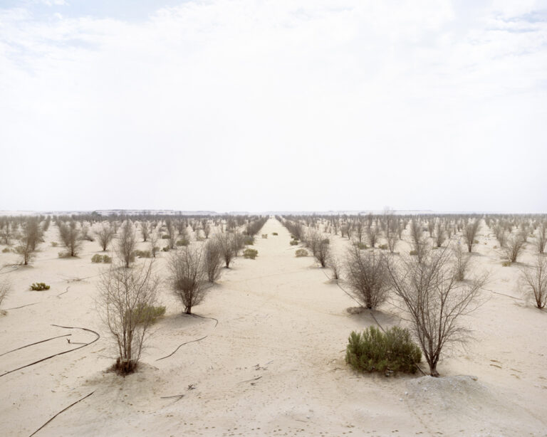 Water turned off in Abu Dhabi desert tree experiment (photo)