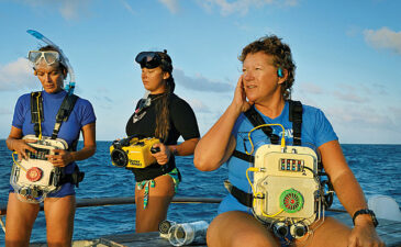 Want to speak “dolphin”?