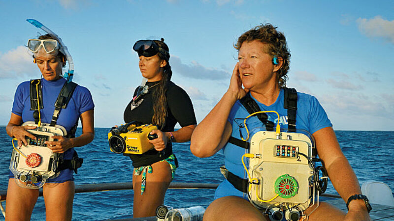 Want to speak “dolphin”?