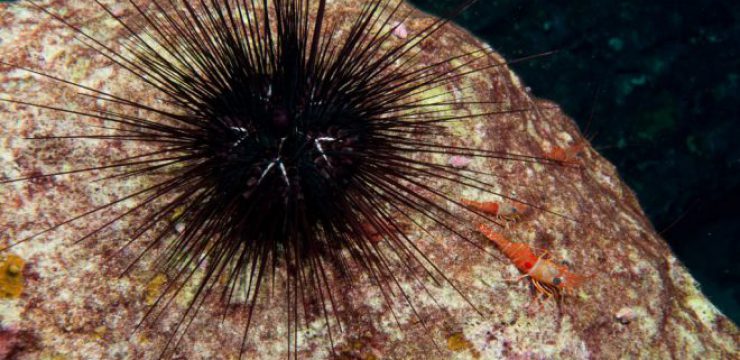 Diadema_antillarum_Flower_Garden_Banks-1024x680.jpg