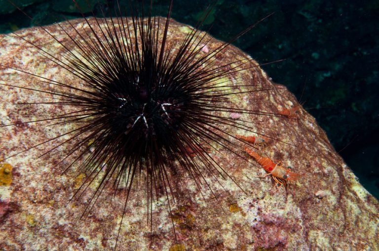 Urchins are real sea monsters invading the Mediterranean Sea