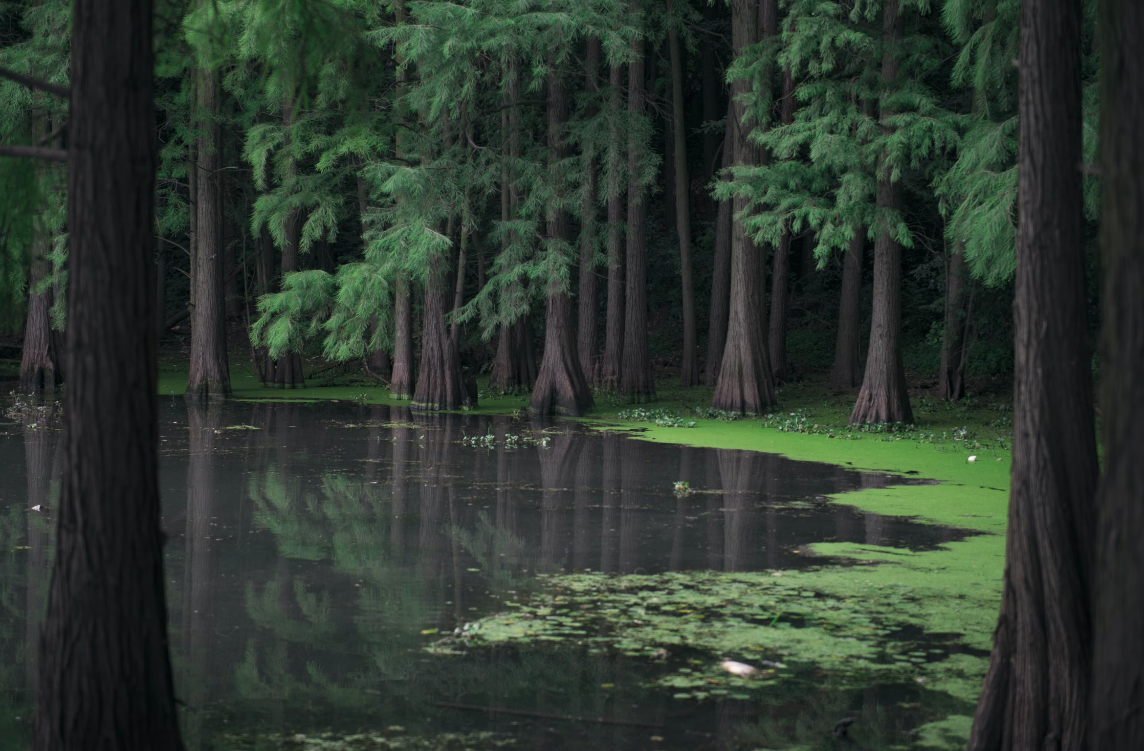 Donghu Lake, Wuhun China