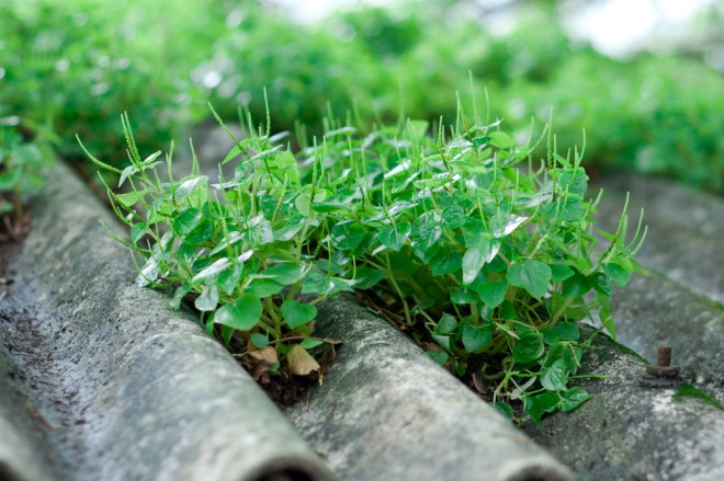  Dubai grow your own food competition