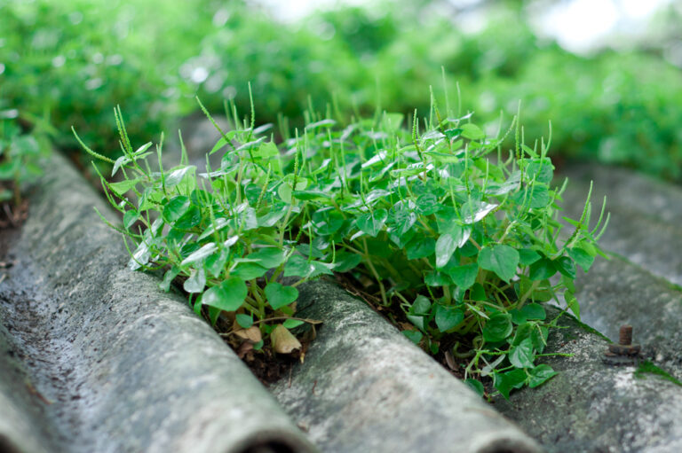 Grow your own food in Dubai and plant $2,700 in your pocket!