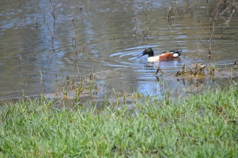 Israel’s Winter Pools Are Seasonal Nature Reserves