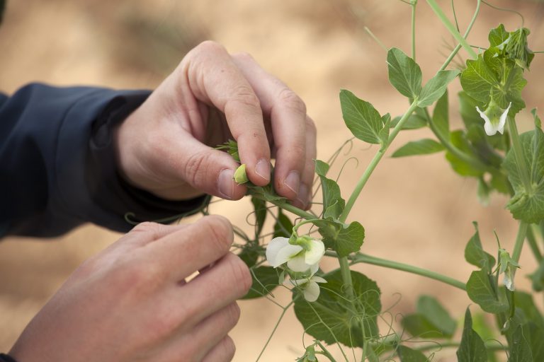 Planting a non-GMO pea with 50% more protein