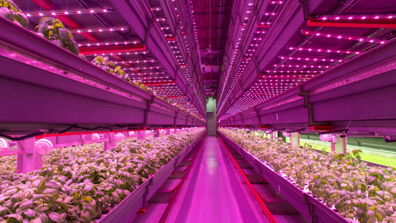 New advances on making aquaponics a valid business