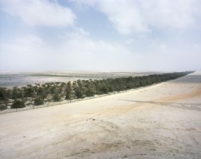 100 million trees dry, rather than green, the UAE’s western desert