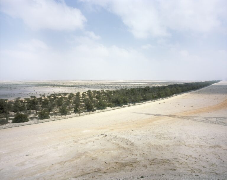 100 million trees dry, rather than green, the UAE’s western desert