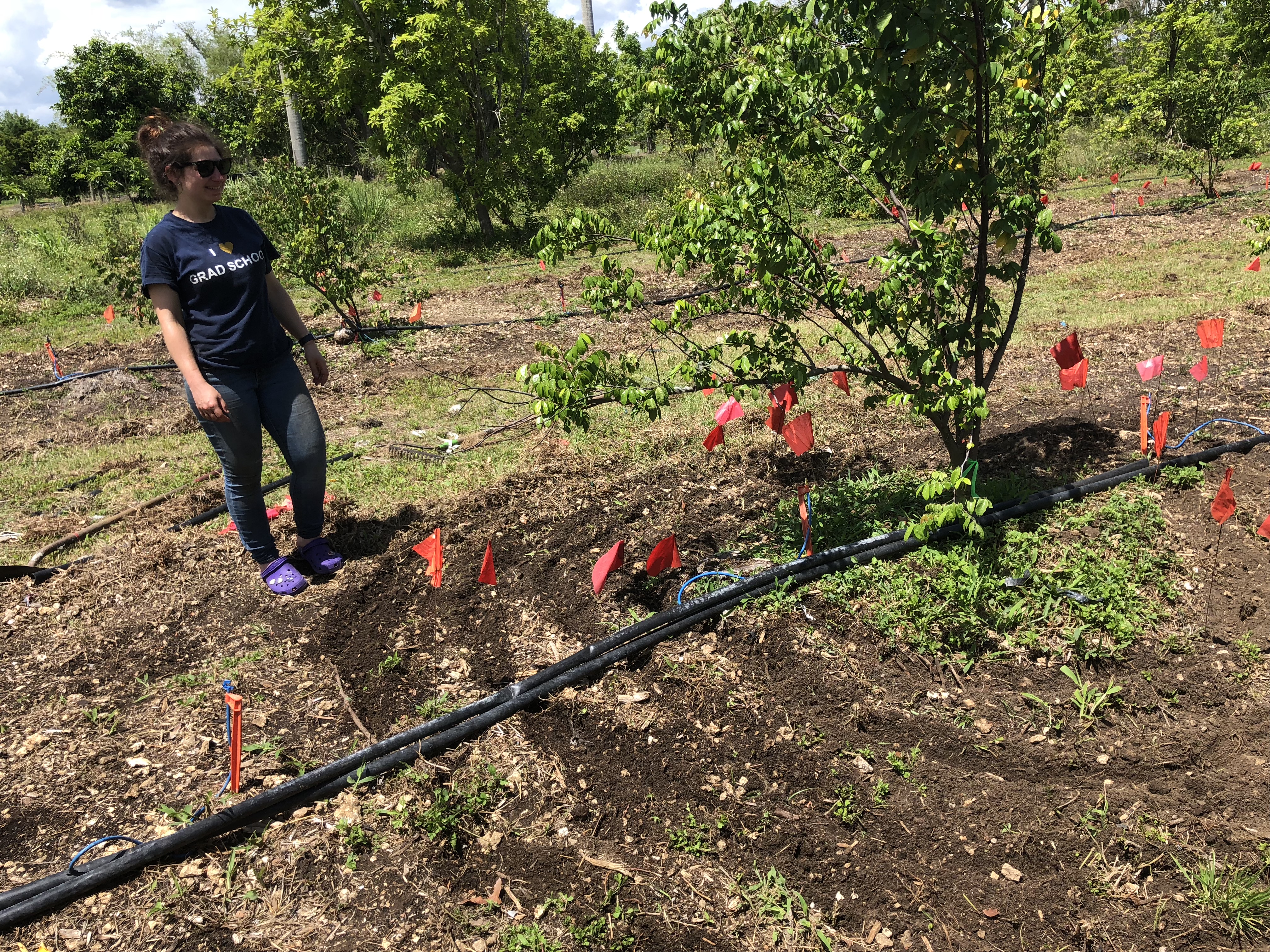 carambola freidenreich 