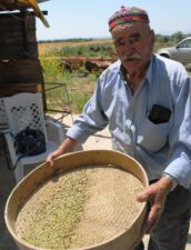 Making freekeh with the Druze