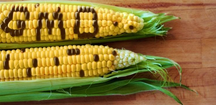 GMO-corn-genetically-modified-corn.jpg