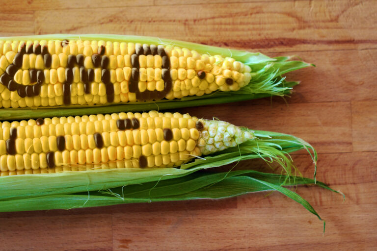 GMOs explained through an historical lens