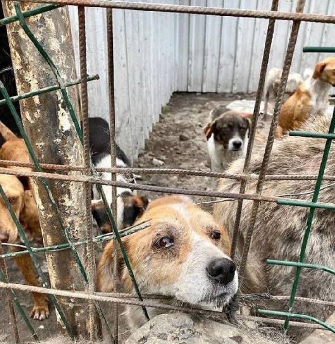 Abused dogs in Turkey