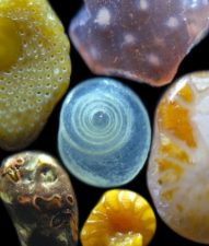 Forams up close reveal jewels at the beach