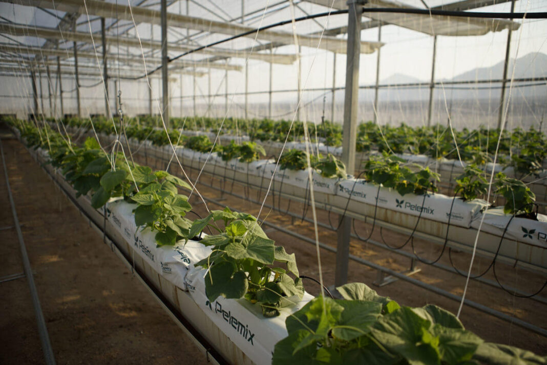 Sahara Forest Project