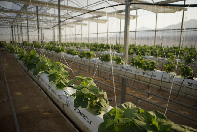 Sahara Forest Project