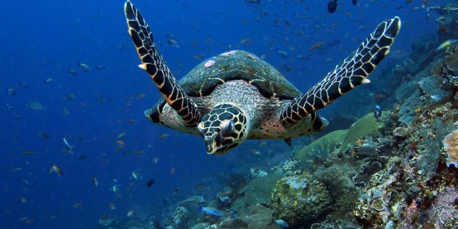 sheik mohammed hawksbill turtle