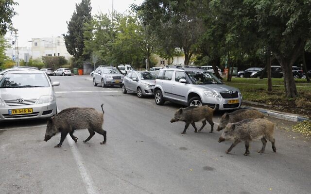 wild-boars-israel