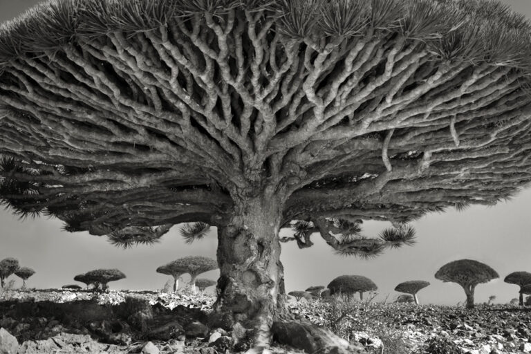 Portraits of the world’s oldest trees