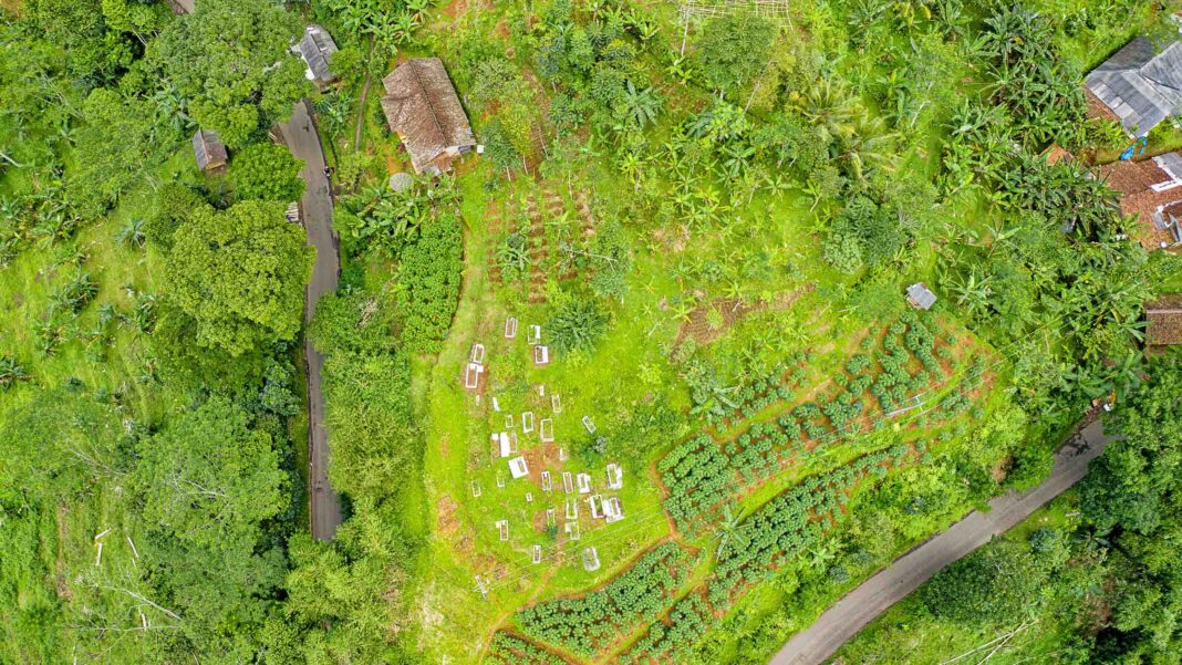 food forest-tim-fisk-permaculture-orchard