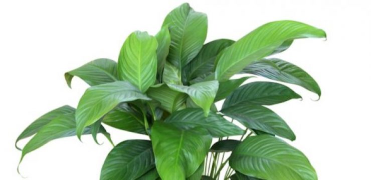 Houseplants-Clean-Air.jpg