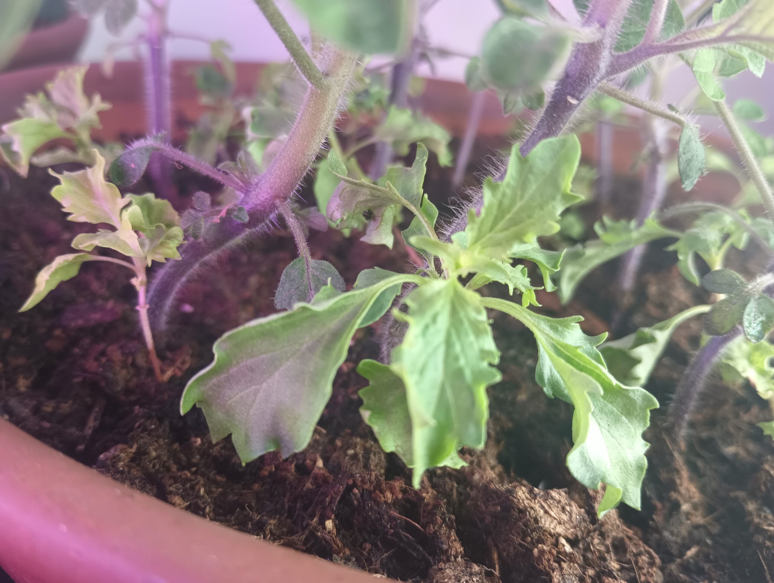 Mrehani seedlings growing beneath tomato seedlings in terracotta ciotola in an indoor garden