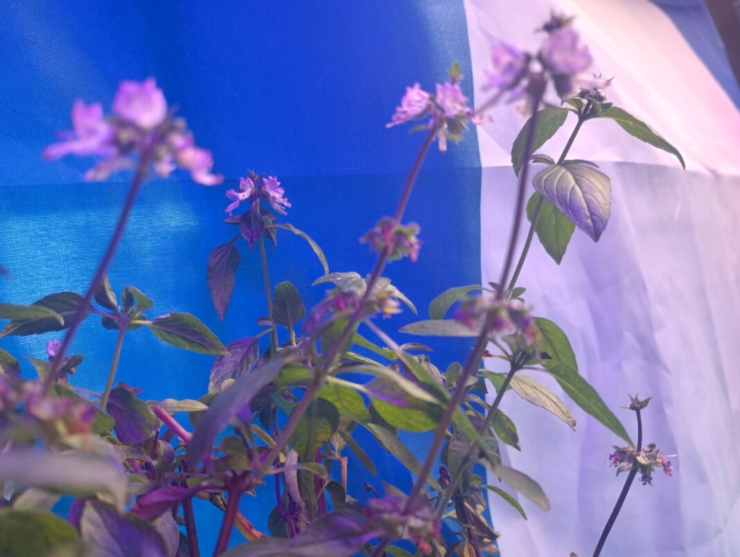 A Thai basil bush in with distinctive mauve flower in front of a blue and white flag
