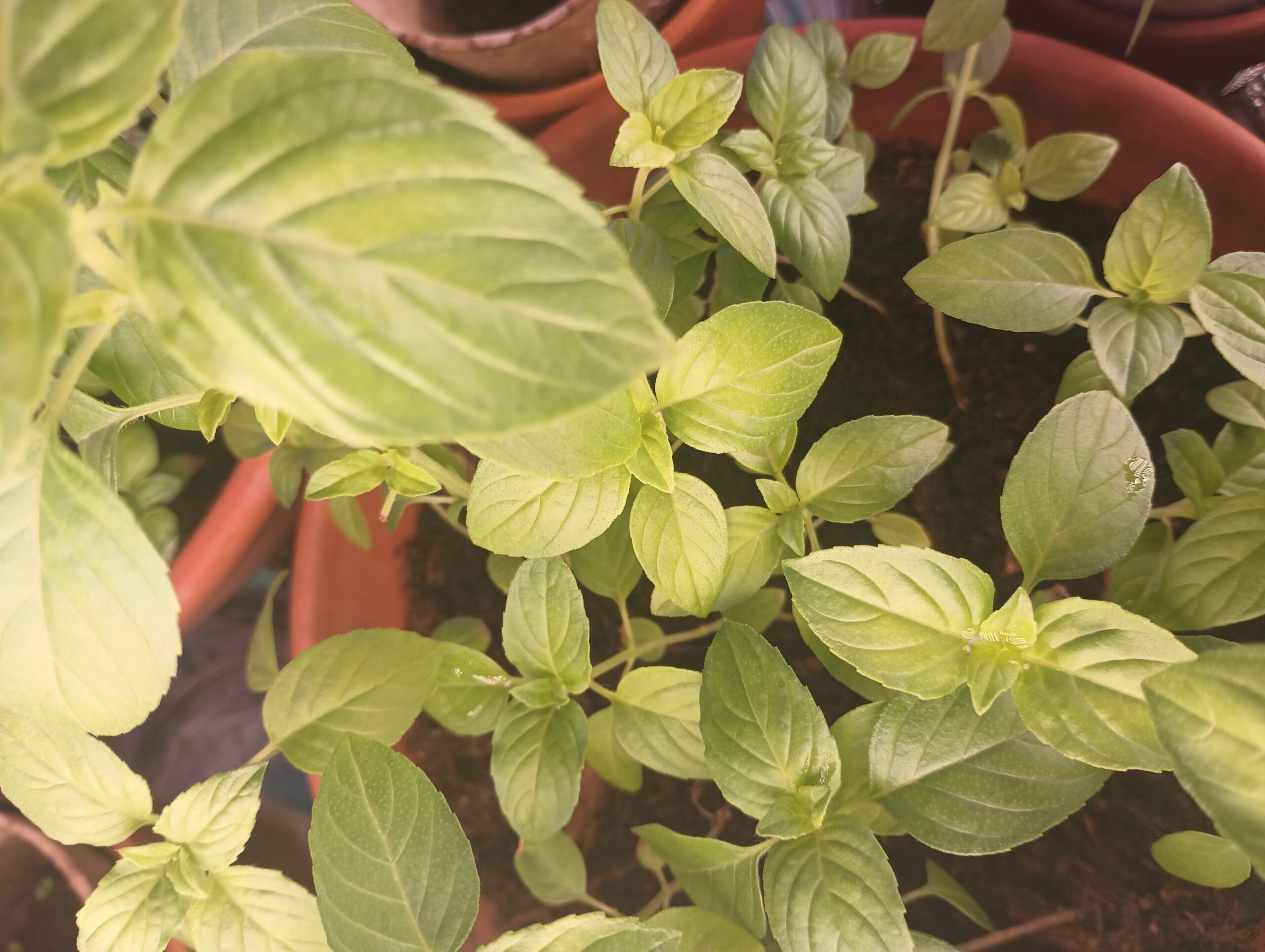Iraqi rayhan growing in terracotta ciotola in an indoor garden