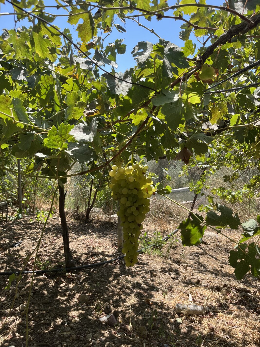 Care for the Land of Israel, the Body of the Jewish People
