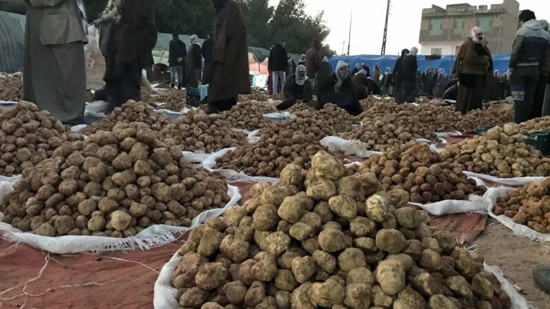 Truffles From The Desert